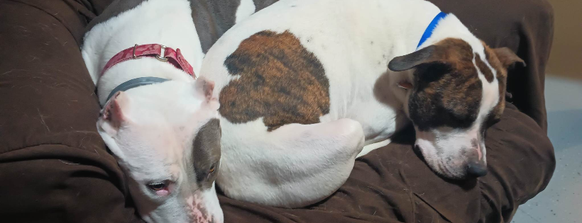 Lucky Pup Rescue, Inc