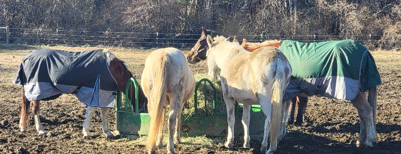 Safe Haven Rescue
