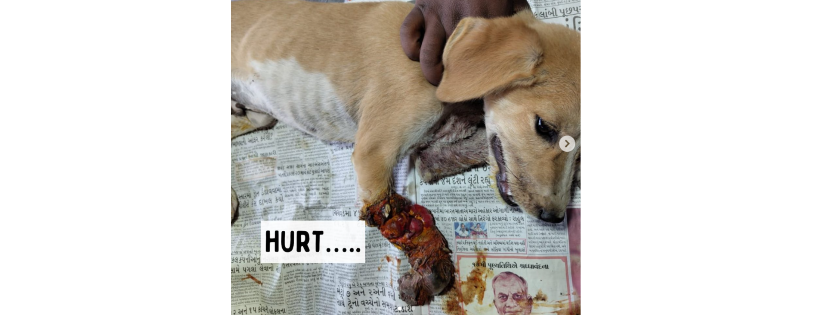 People For Animals India