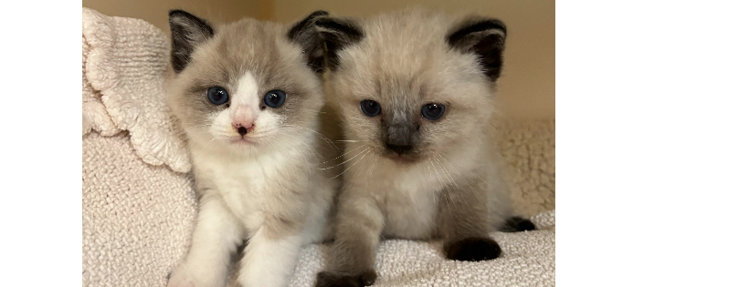 Town Cats of Morgan Hill
