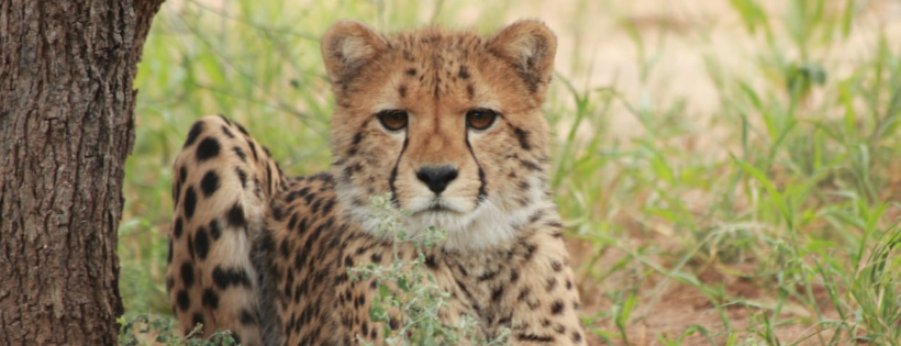 Cheetah Conservation Fund Canada