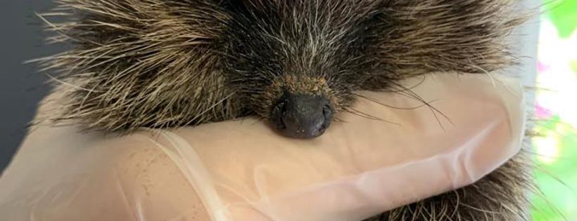 Wild Hogs Hedgehog Rescue