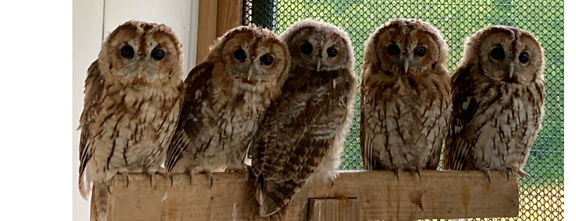 Folly Wildlife Rescue
