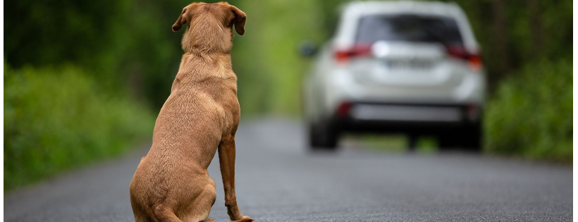 Red Dog Rescue