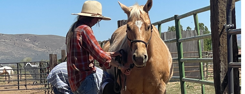 Rockin Kt Equine Redemption