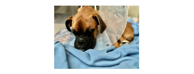 Boxer Luv Rescue
