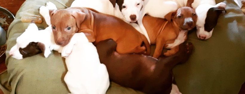 Home Fur-Ever Rescue