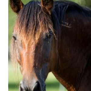 Shawnee Trail Wild Mustang Sanctuary 501c3 Logo