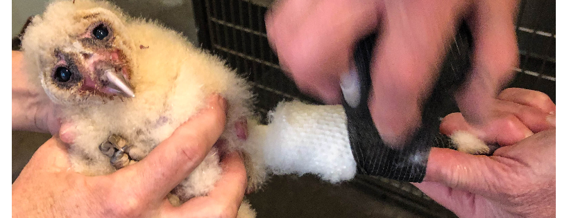 Badger Run Wildlife Rehab