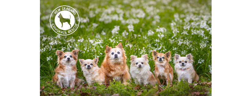New Zealand Chihuahua Rescue