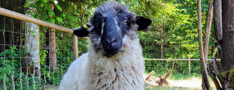 A Home for Hooves Farm Sanctuary Foundation