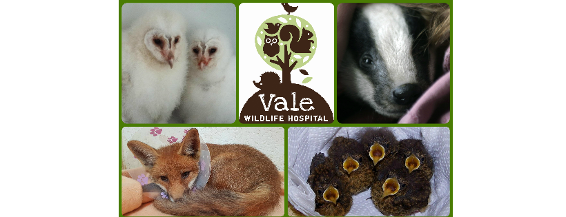 Vale Wildlife Hospital