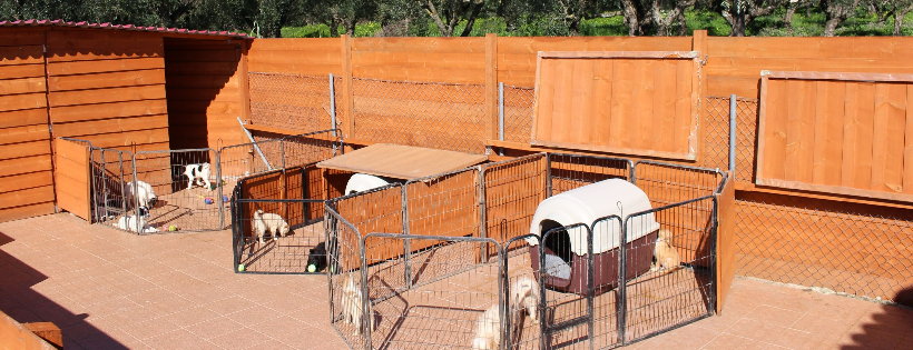 Healing Paws Animal Rescue