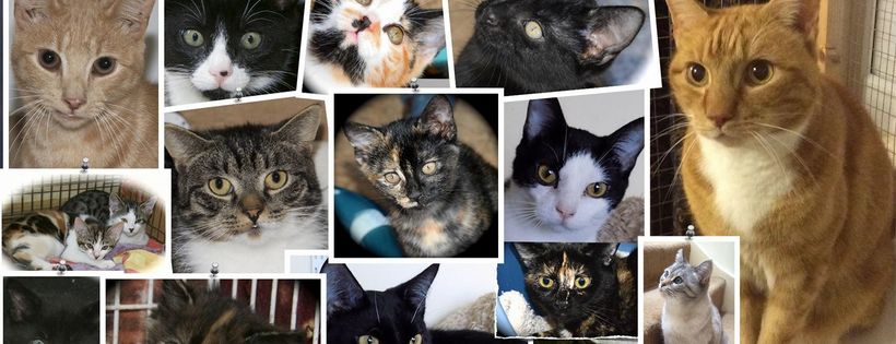Sunshine Cat Rescue
