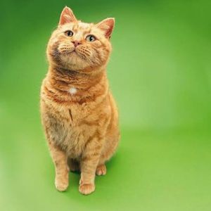 Ginger Ninja Animal Rescue Logo