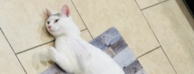 Purrrfect Angels cat rescue and sanctuary inc