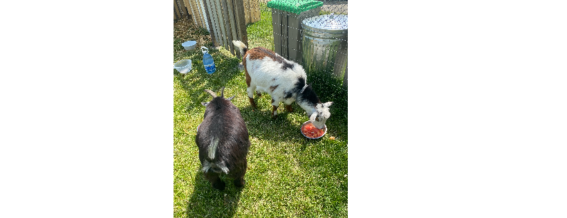 Happy Days Sanctuary