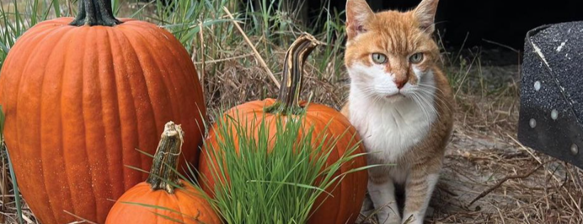 Tip My Ear TNR and Rescue Inc