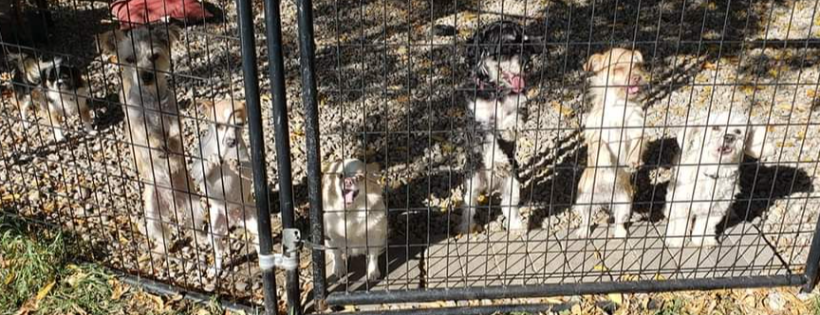 For Belle's Sake - Rescue/Rehabilitation