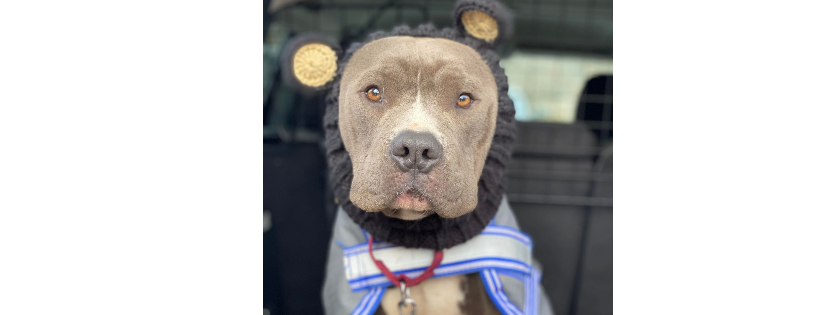 Montana Pittie Project LLC