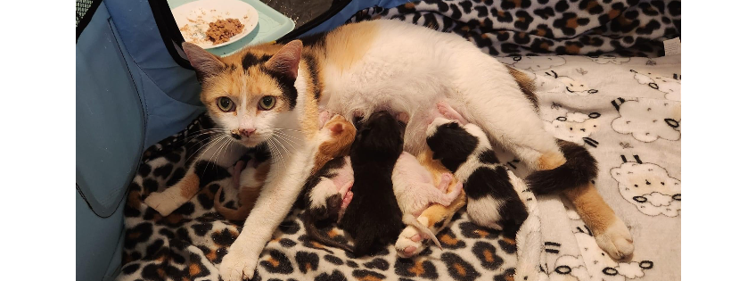 A Kitten Place