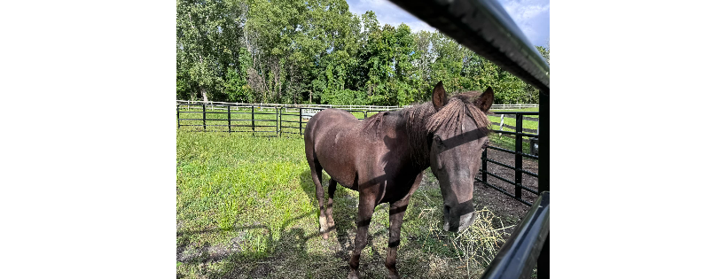 Big Hoof Horse Rescue and Sanctuary Inc.
