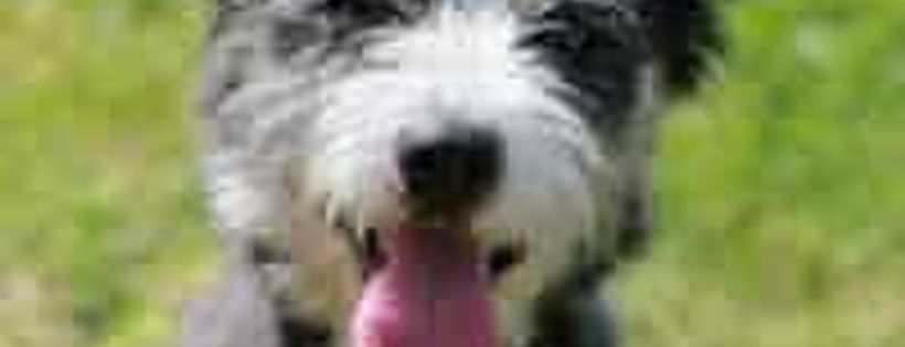 Forever Friends - Animal Rescue Inc