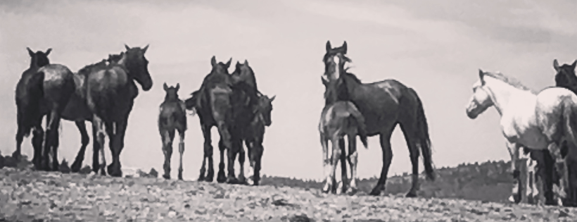 DreamCatcher Wild Horse and Burro Sanctuary