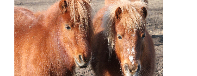 Hectorsgate Animal Sanctuary
