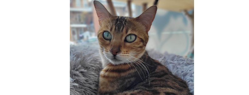 Adoption Chats Sans Abri