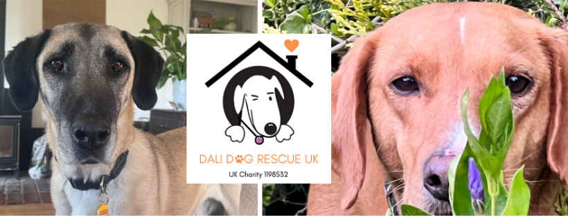 Dali Dog Rescue UK
