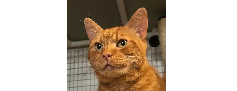 Ward end cat cat rescue