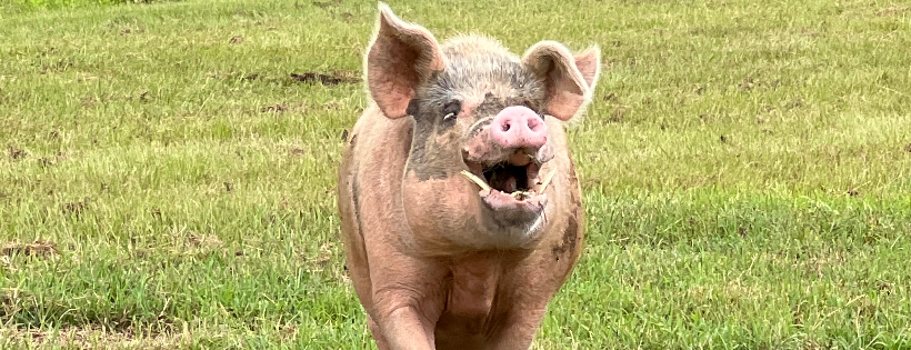Flying Pig Animal Sanctuary at Hippie Chick N Farm, Inc.