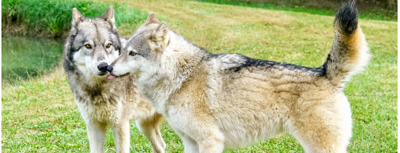 Wolf PAWS Inc.