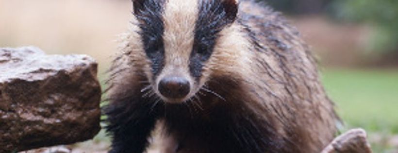 Oxfordshire Badger Group
