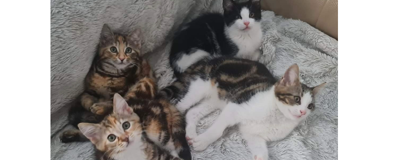 Romeo’s Cat Rescue