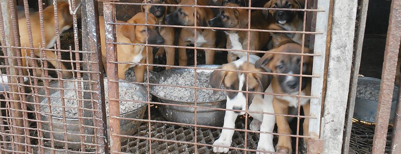 K9 Global Rescue