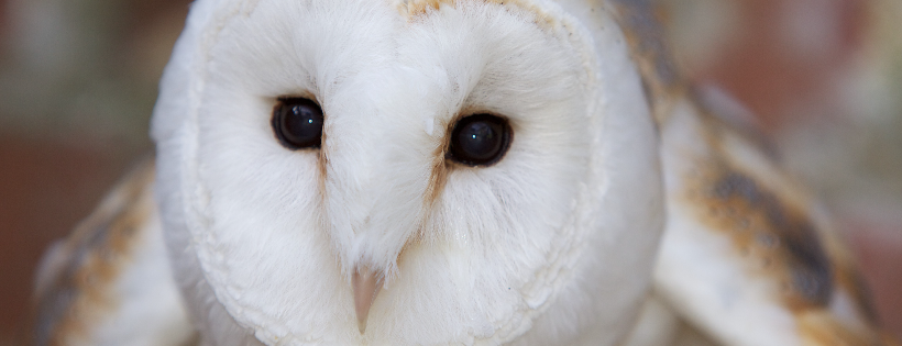 Brent Lodge Wildlife Hospital