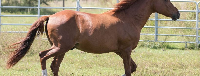 South West Florida Horse Rescue, Inc.