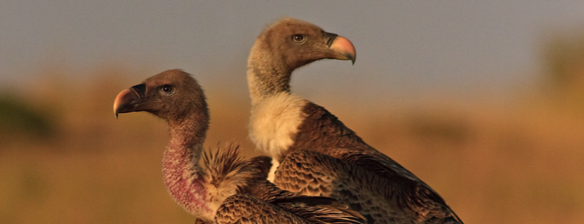 The Hawk Conservancy Trust