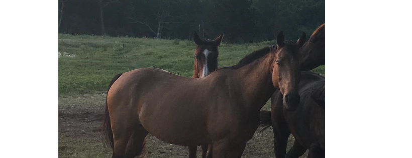 Lazy Pastures Equine Rescue
