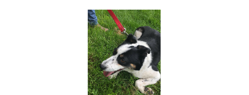Mayo SPCA