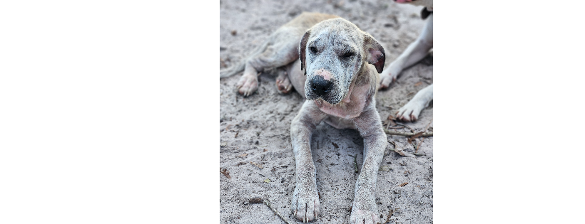 South Georgia Equine Rescue Inc