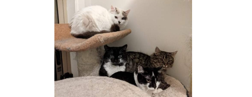 Rescue Me Whiskers & Paws