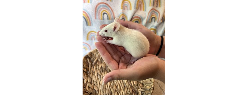 MN Pocket Pet Rescue