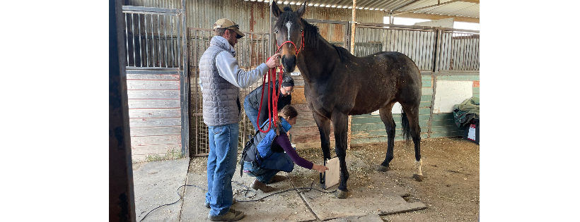 Hope for Horses, inc