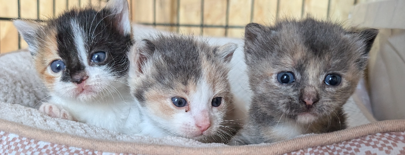 New Life Rescue & Adoption Inc