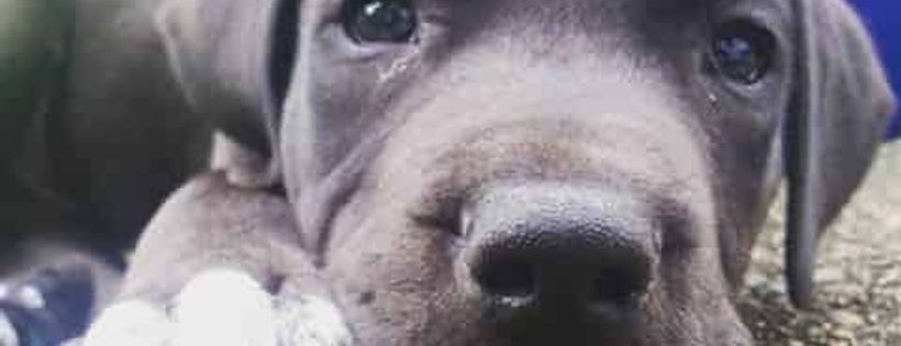 Adoptadane Rescue Queensland Inc