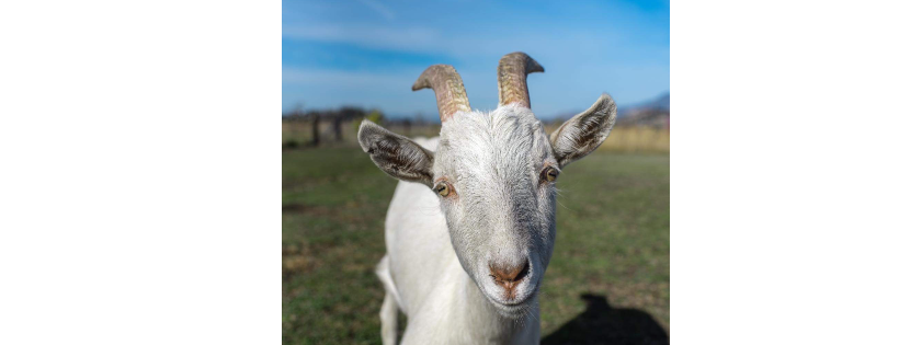 Herd & Flock Animal Sanctuary