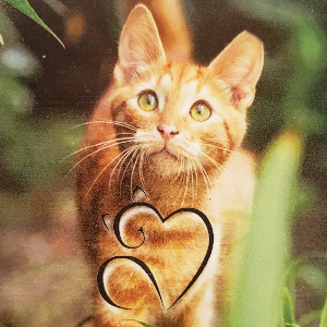 For Every Rescue A Life Saved (FERALS) Logo
